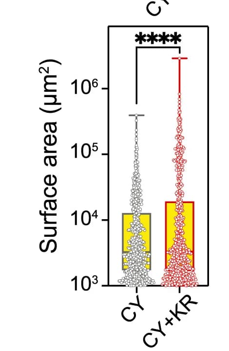 Open access visualization of Raincloud Plot, Box Plot, 2D Surface Area, Organoids, Independent Experiments