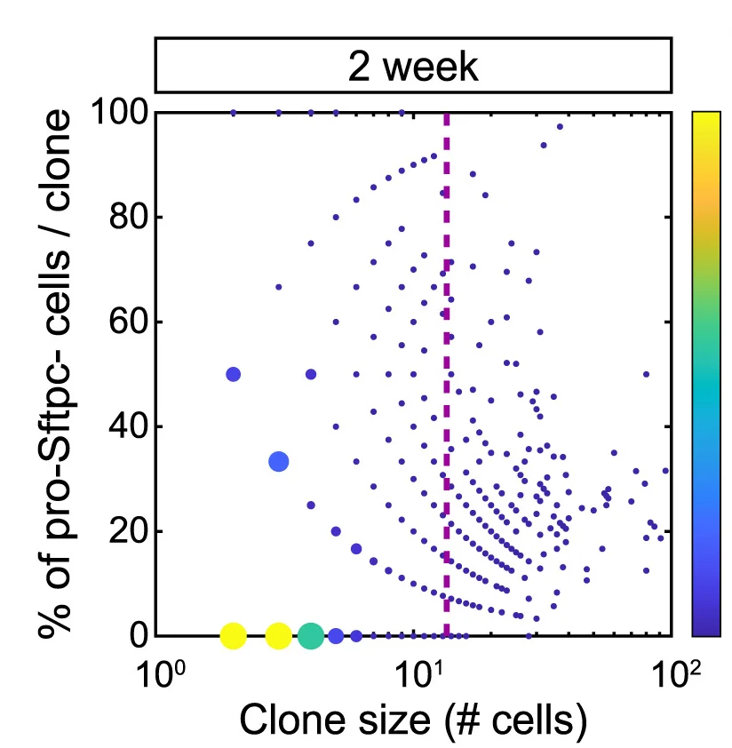 Open access visualization of Scatter Plot, Bubble Plot, Regression Plot, Pro-Sftpc Cells, Red2KrasYFP+ Clones