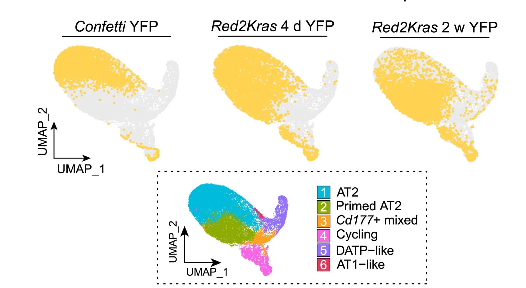 Open access visualization of UMAP, Scatter Plot, YFP+ Transcriptional Profiles, Cells, Cluster Identity