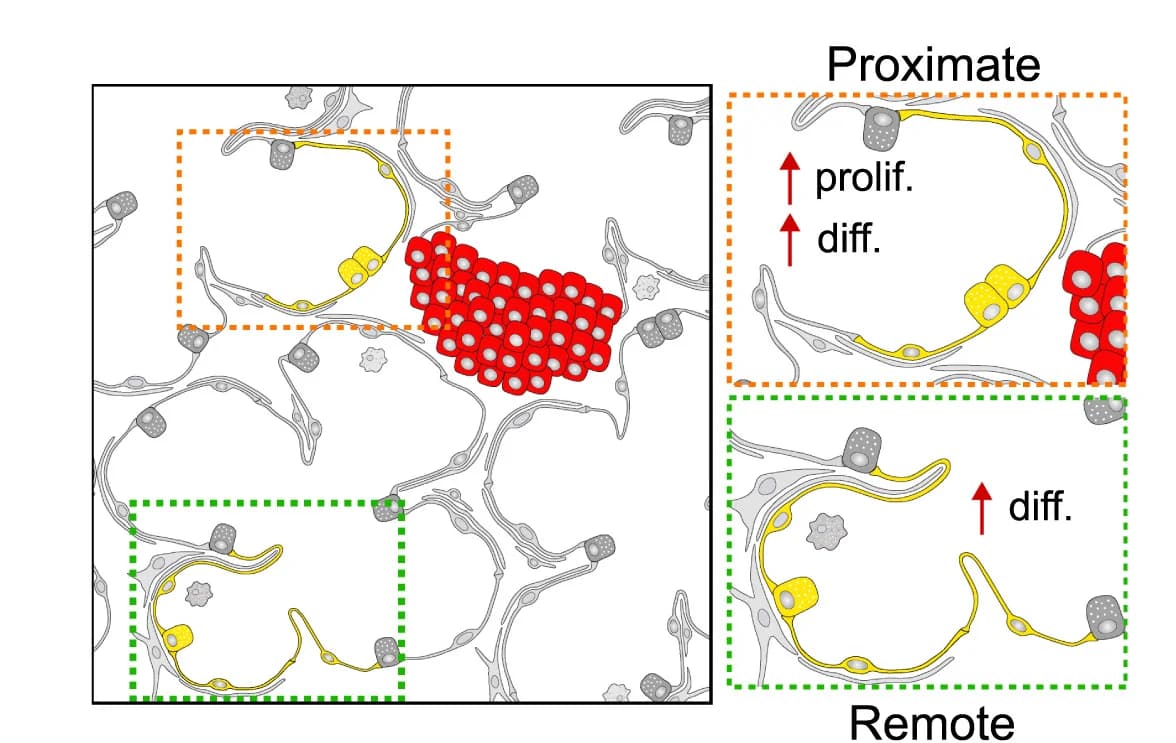 Open access visualization of Illustration, Schematic, Oncogene-induced Effects, WT AT2 Behavior, Mutant Clones