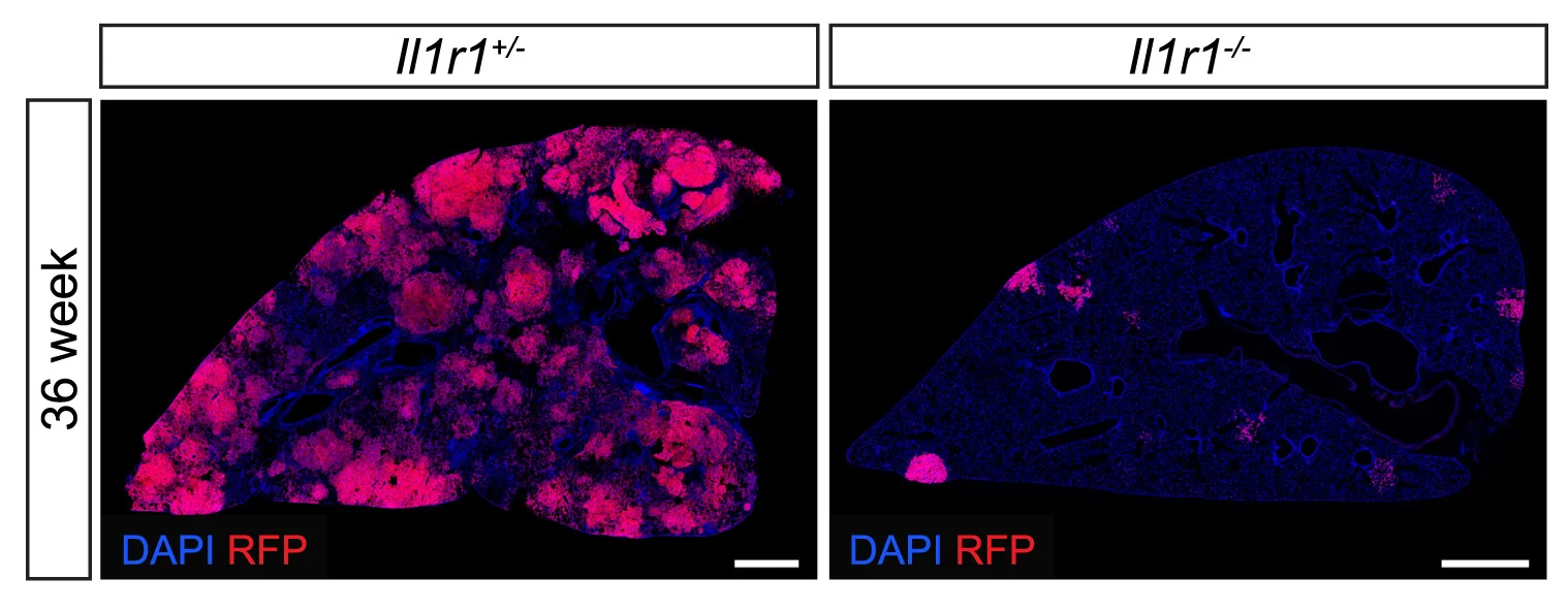 Open access visualization of Microscopy, Tile Scan, Lung Lobe, Mouse Model, Immunofluorescence