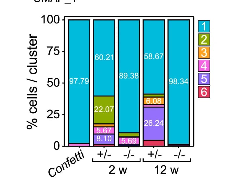 Open access visualization of Stacked Bar Plot, RFP Positive Cells, Quantification, Percentage