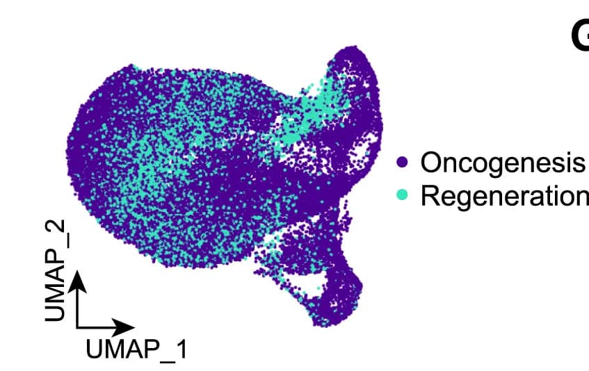 Open access visualization of Scatter Plot, UMAP, Regeneration, Oncogenesis, Dataset Localization