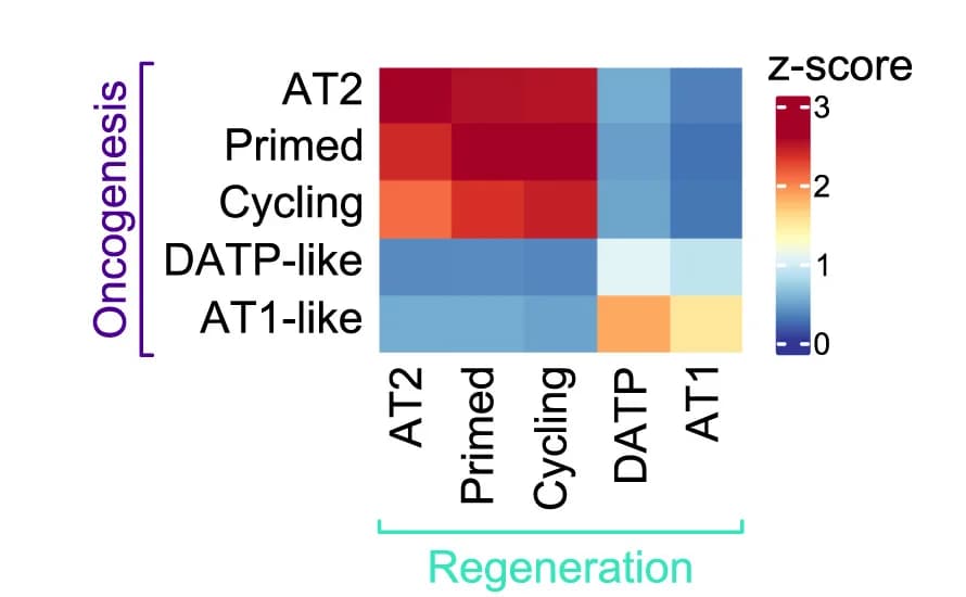 Open access visualization of Heatmap, Fisher Transformation, Z-score, Cell State Signature, Correlation