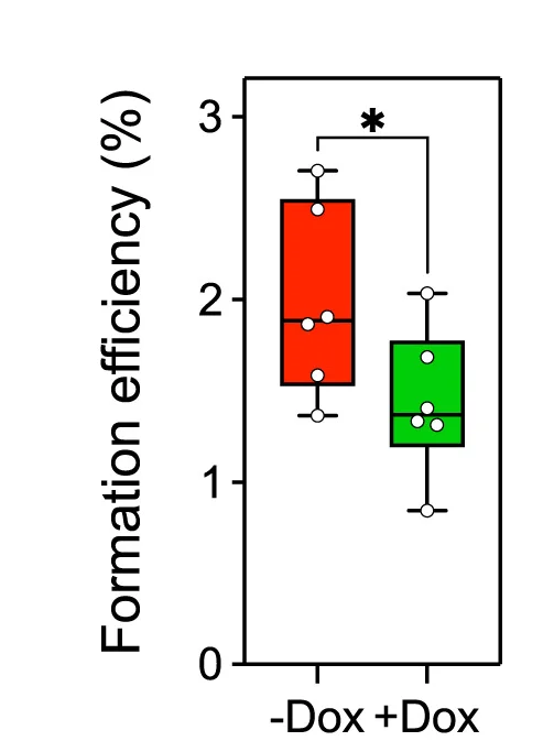 Open access visualization of Box Plot, Scatter Plot, Organoid Formation Efficiency, Mutant Cells, Doxycycline