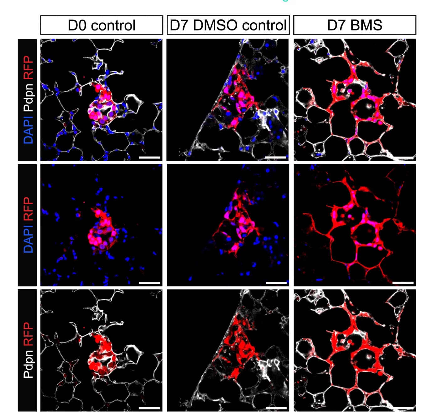 Open access visualization of Microscopy, Immunostaining, AT1 Marker, Lung Slices, In Vitro Culture