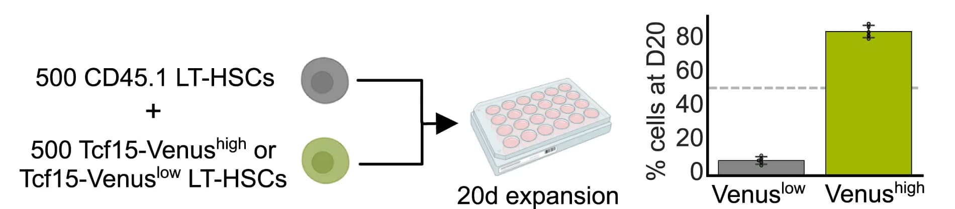 Open access visualization of Bar Plot, Error Bars, Illustration, Workflow, Ex Vivo HSC Expansion