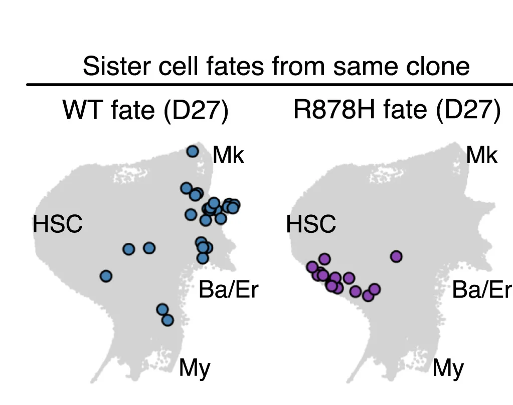 Open access visualization of Scatter Plot, Illustration, UMAP, Cell Fate, Clone