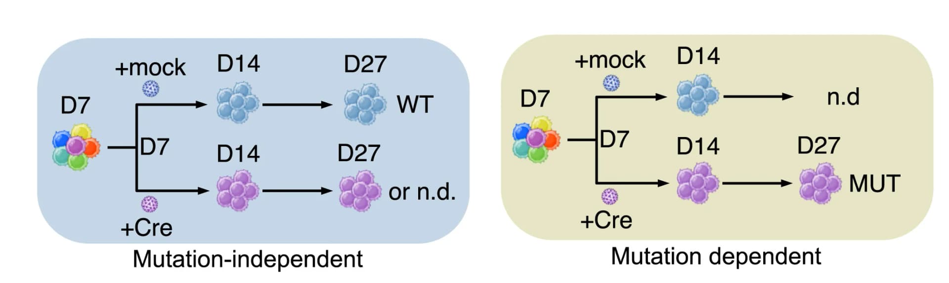 Open access visualization of Workflow, Illustration, Schematic, Clones, Mutation