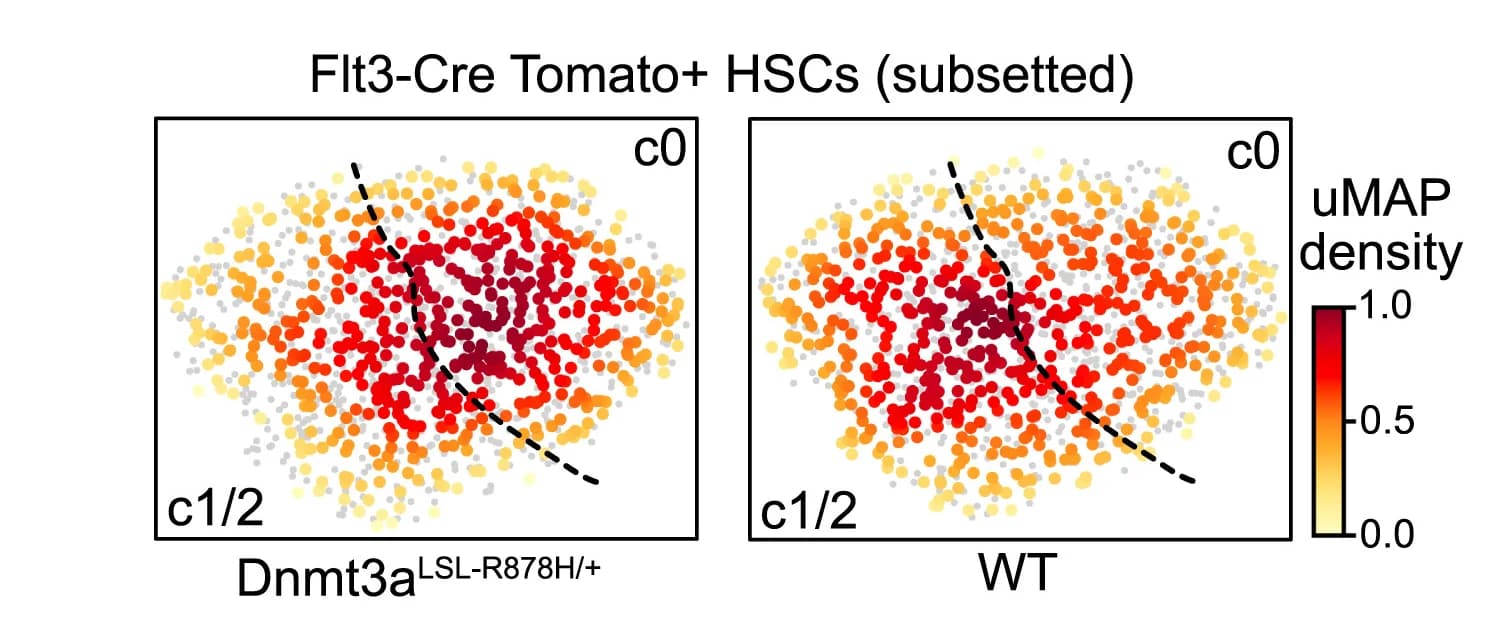 Open access visualization of Scatter Plot, UMAP, Density Plot, HSCs, Distribution Density