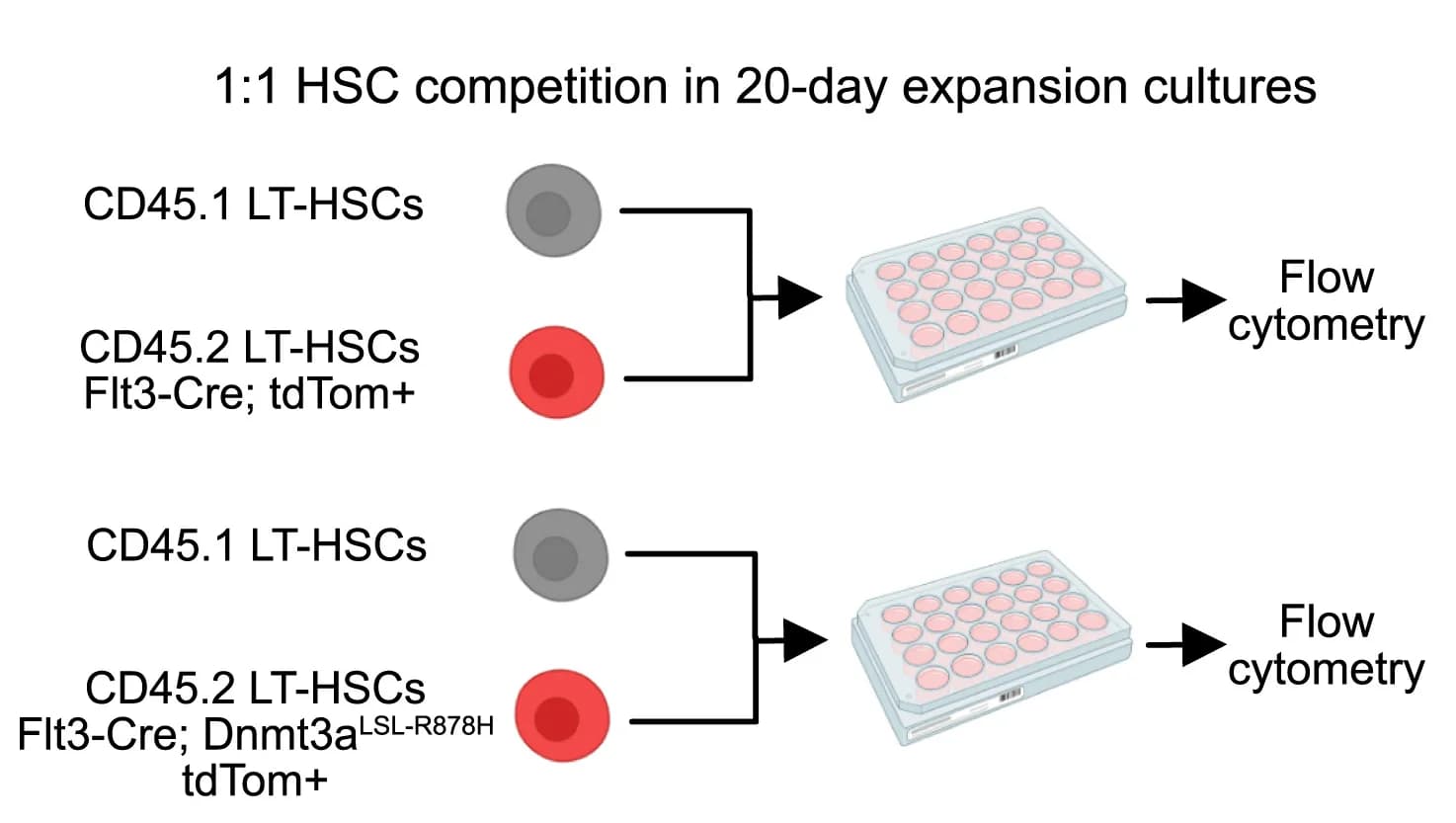 Open access visualization of Workflow, Illustration, Experimental Design, CD45.1 Competition Experiment, Ex vivo Expansion Cultures
