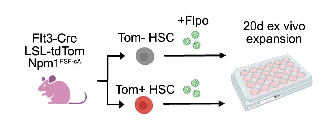 Open access visualization of Workflow, Flowchart, Illustration, Experimental Design, Mutagenesis