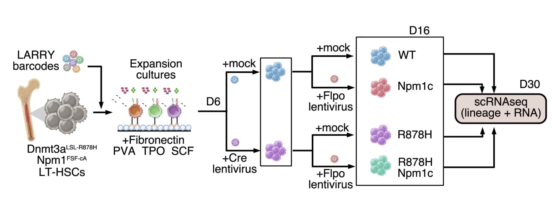 Open access visualization of Workflow, Flowchart, Illustration, Experimental Design, Mutagenesis