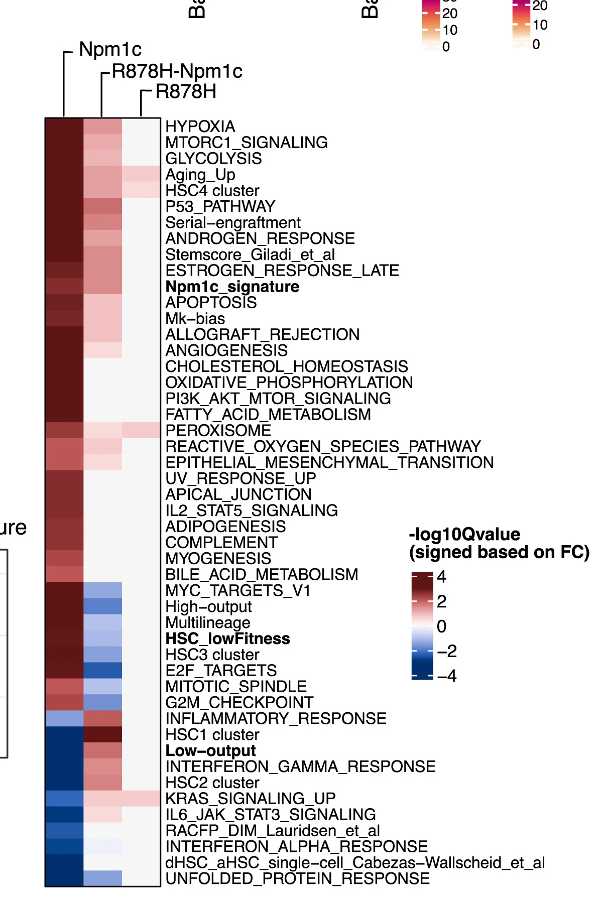 Open access visualization of Heatmap, Clustered, Single-Cell Pathway Analysis, SCPA, HSCs