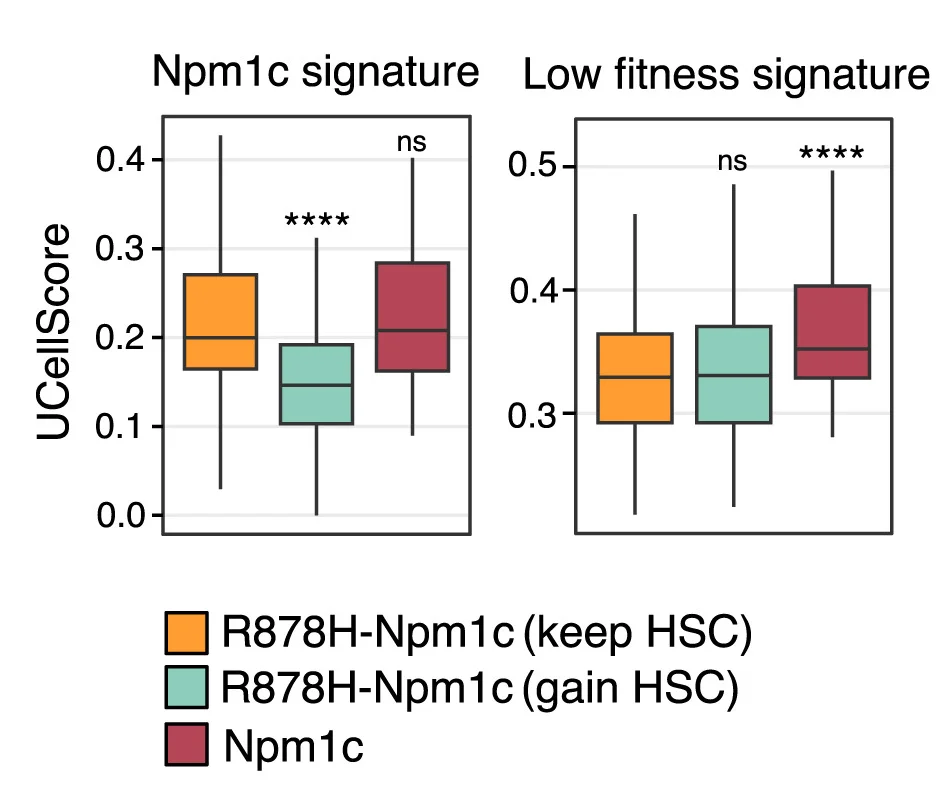 Open access visualization of Box Plot, Boxplot, UCell Score, Npm1c Signature, HSCs