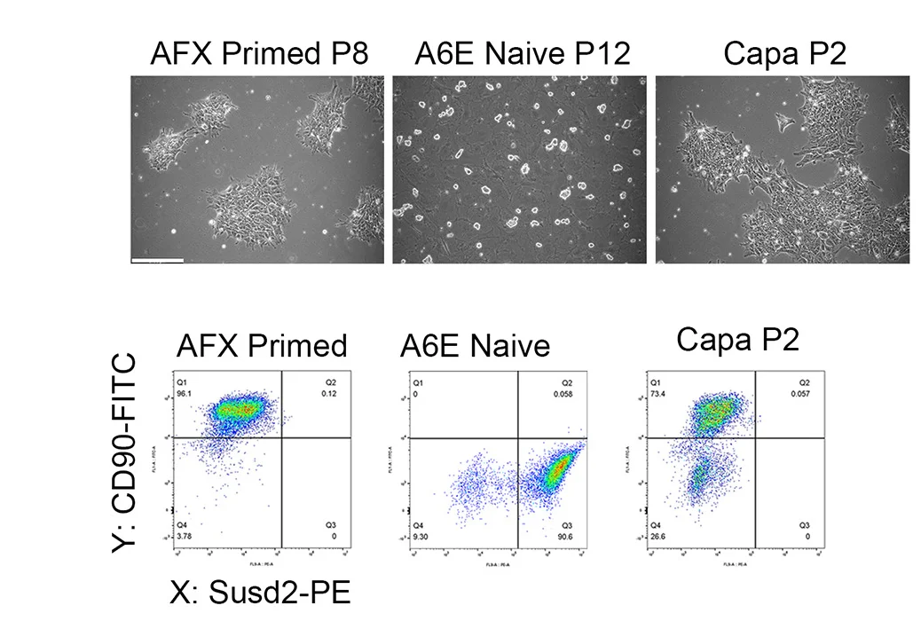 Open access visualization of Microscopy, Scatter Plot, Phase Contrast Images, Flow Cytometry, SUSD2
