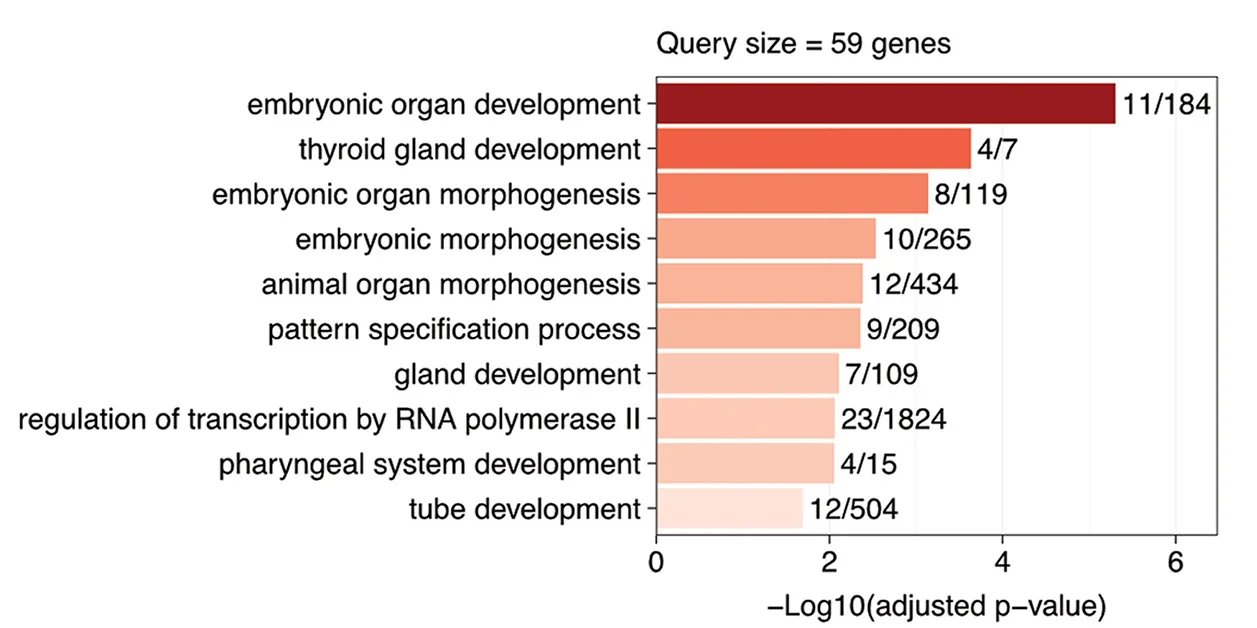 Open access visualization of Bar Plot, GO Biological Process, Promoters, Hypermethylated, Naive Cells