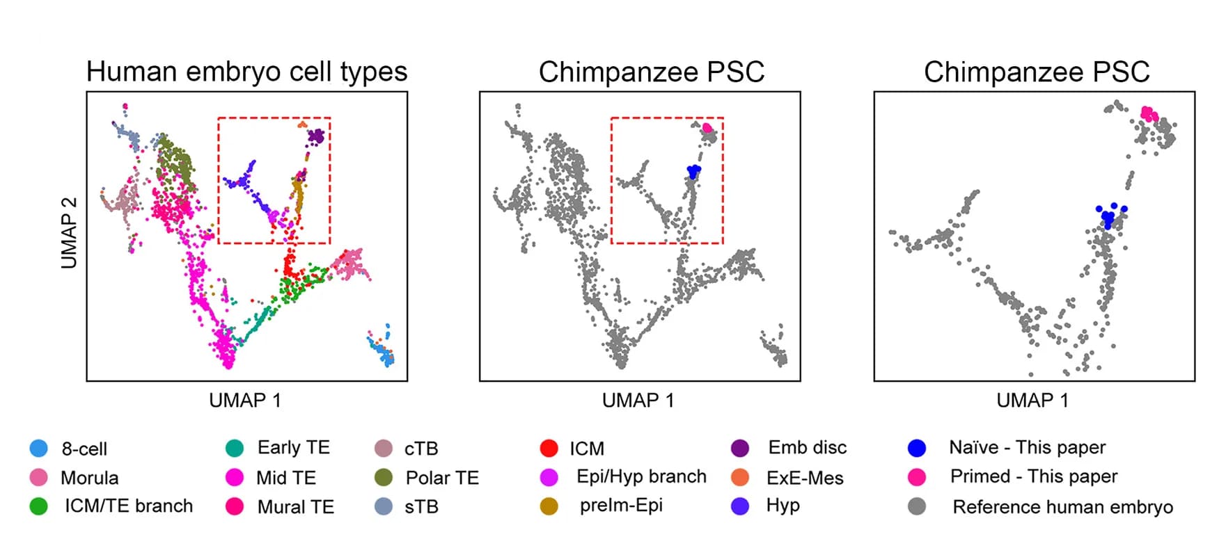 Open access visualization of Scatter Plot, UMAP, RNA-Seq, Chimpanzee, Primed PSCs