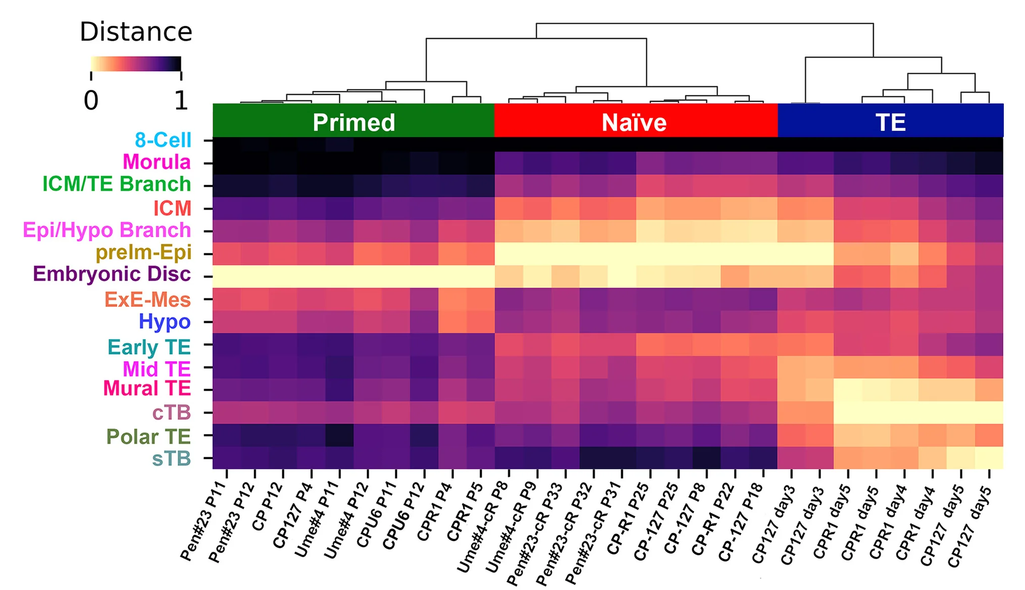 Open access visualization of Heatmap, Clustered, Correlation, Chimpanzee, Human Embryo