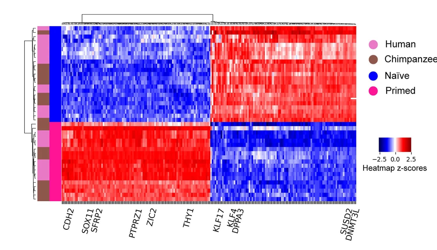 Open access visualization of Heatmap, Clustered, Differentially Expressed Genes, Naive PSCs, Primed PSCs