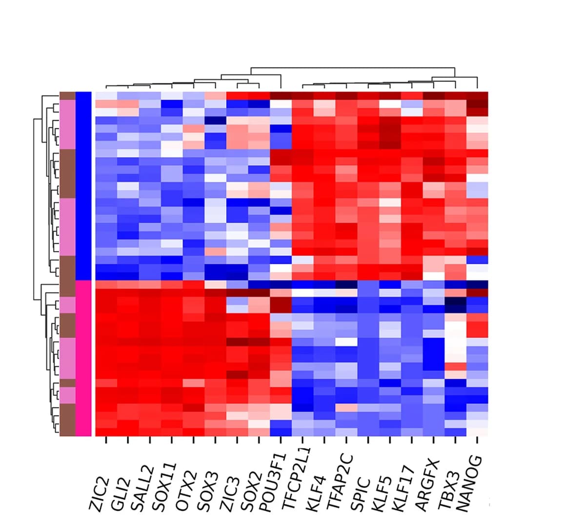 Open access visualization of Heatmap, Clustered, Cluster Map, Pluripotency Factor, Human