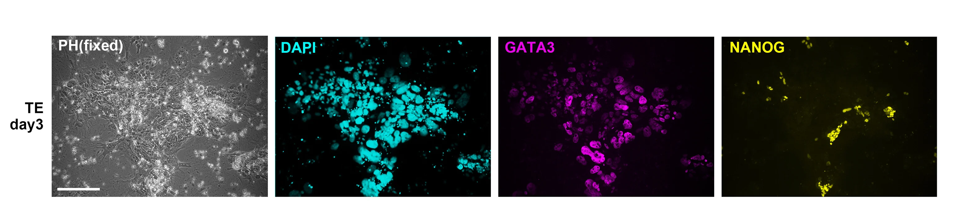 Open access visualization of Microscopy, Immunostaining, Naive PSCs, PD+A83
