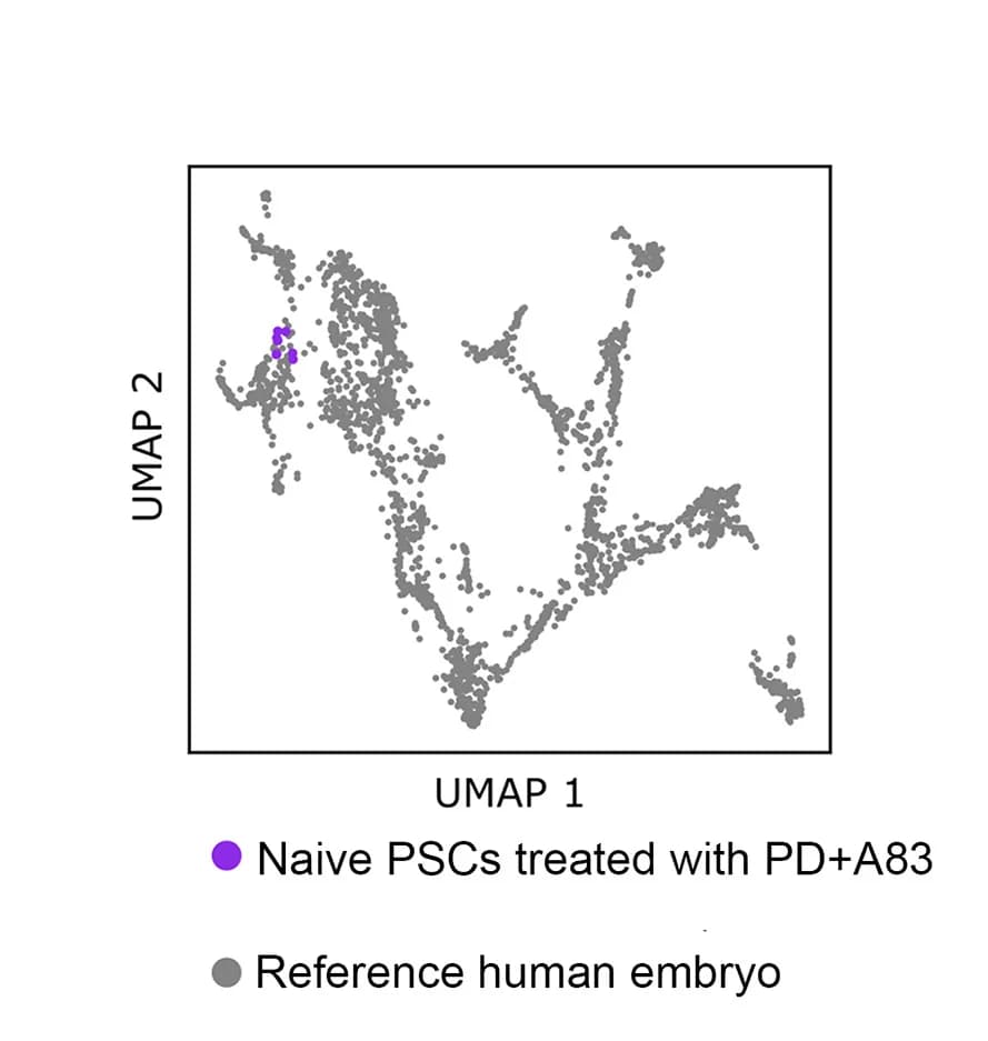 Open access visualization of Scatter Plot, UMAP, Human Embryo, RNA-Seq, Differentiation