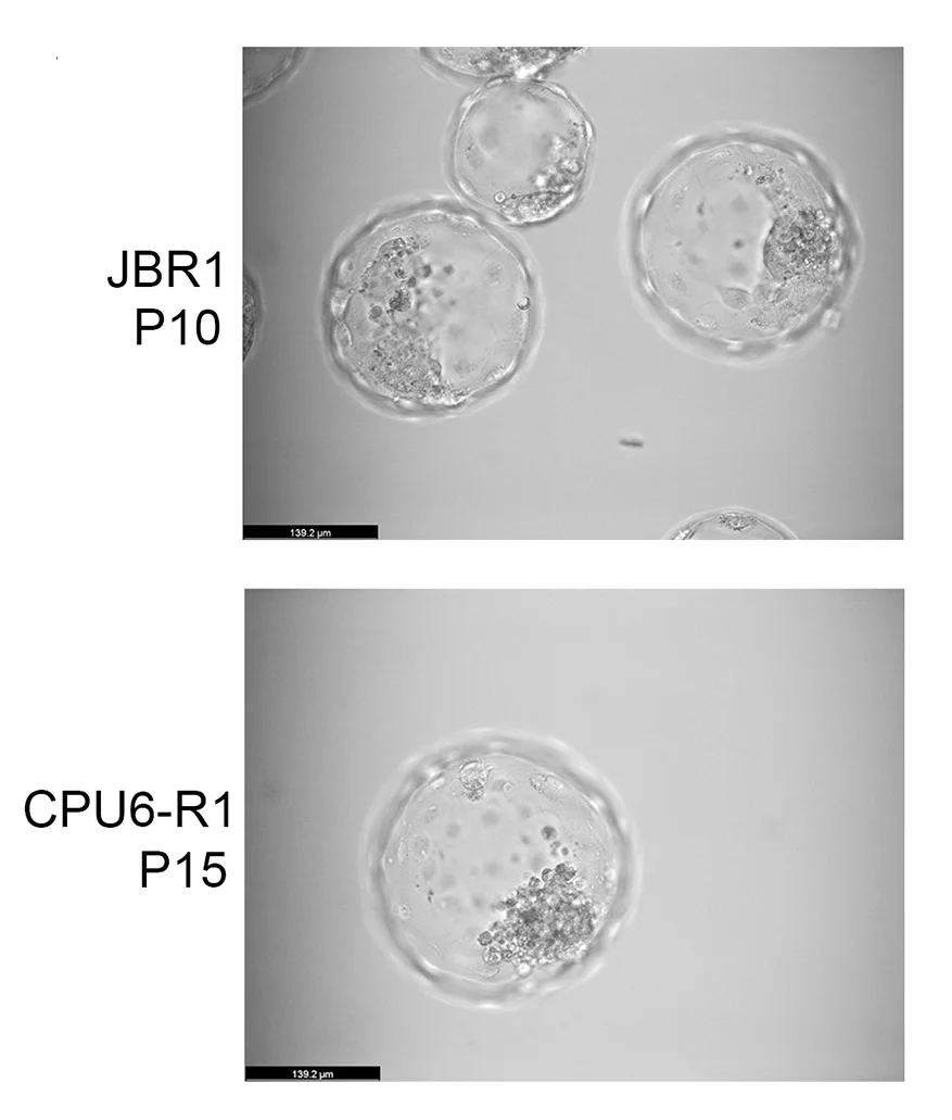 Open access visualization of Microscopy, Phase Images, Blastoids