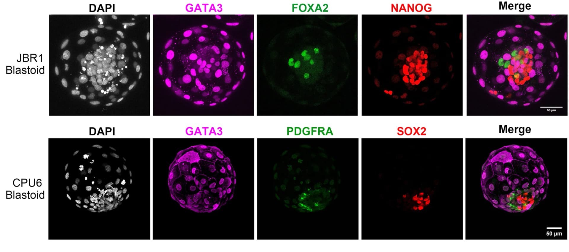 Open access visualization of Microscopy, Confocal Images, Blastoids, Immunostaining, Lineage Markers