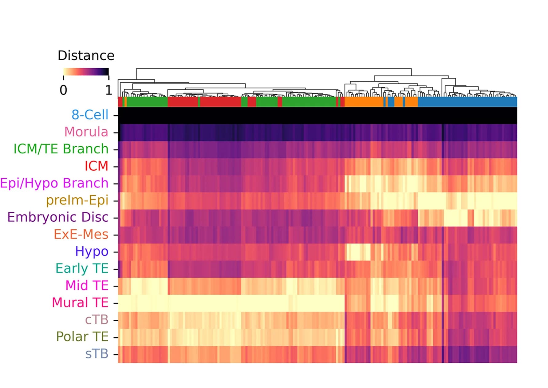 Open access visualization of Heatmap, Clustered, Blastoids, Human Embryo, Datasets