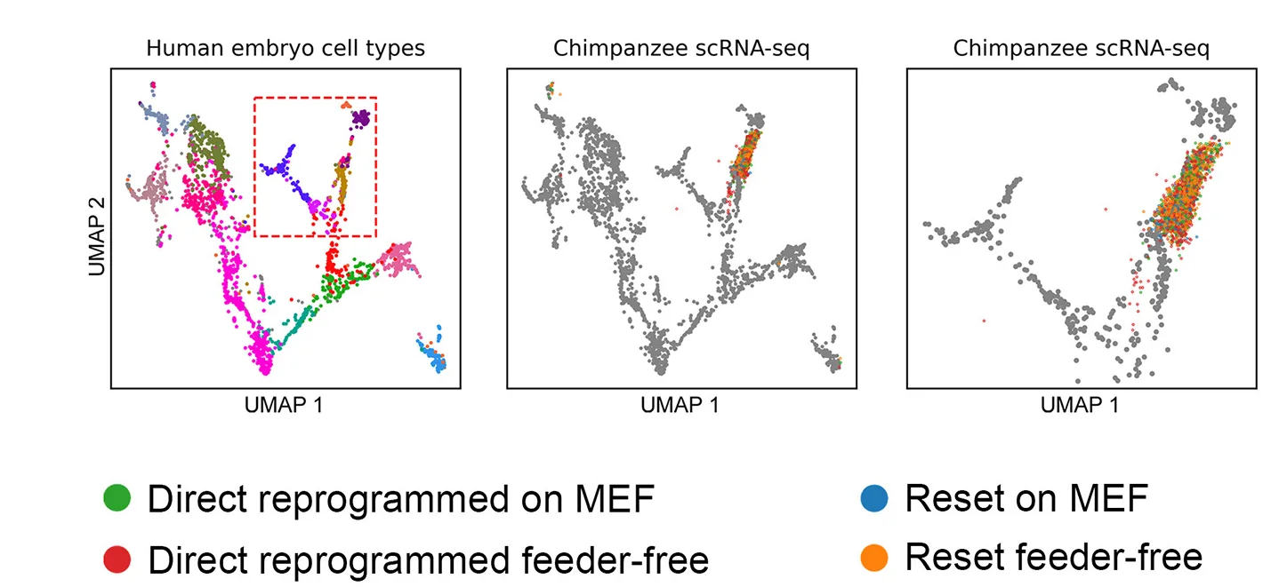 Open access visualization of Scatter Plot, UMAP, Human Embryo, scRNA-seq Data, Chimpanzee