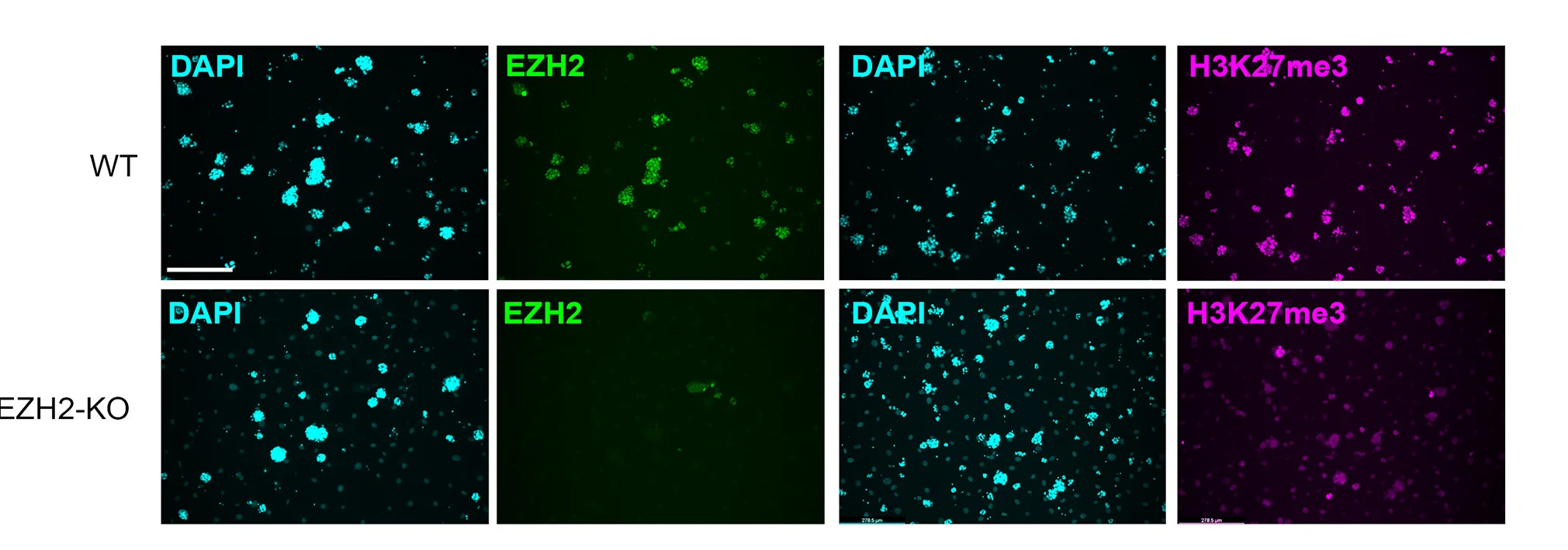 Open access visualization of Microscopy, Immunostaining, H3K27me3, EZH2, EZH2-KO Cells