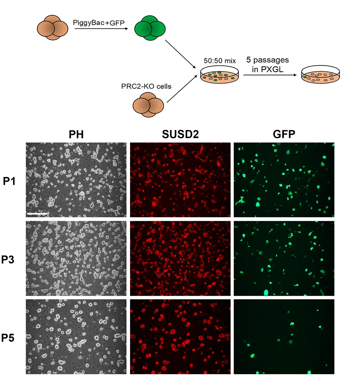 Open access visualization of Microscopy, Workflow, Cell Competition, Co-cultures, SUSD2 Staining
