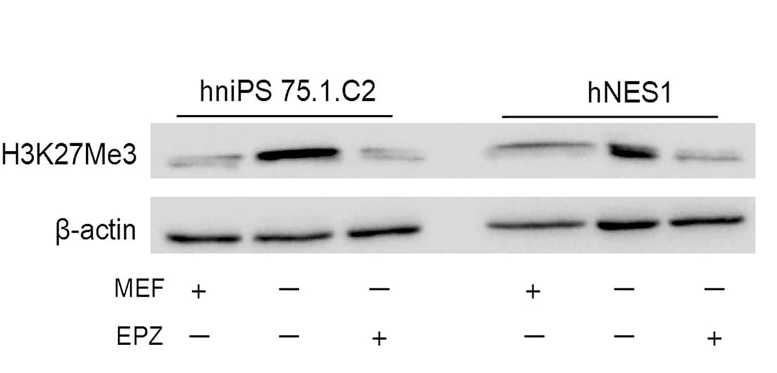 Open access visualization of Gel, Immunoblot, H3K27me3, Human Naive PSC Lines, EPZ