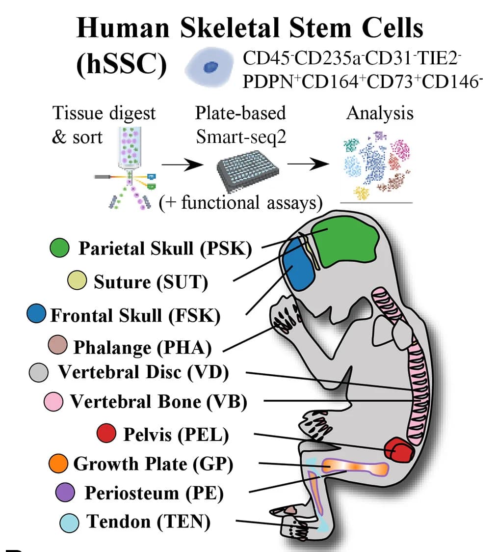 Open access visualization of Workflow, Illustration, Fetal Skeletal Tissue, Single-cell RNA Sequencing, Human Skeletal Stem Cells