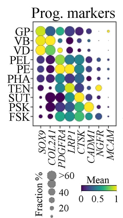 Open access visualization of Bubble Plot, Heatmap, Gene Expression, Skeletal Stem Cells, Progenitor Marker Genes