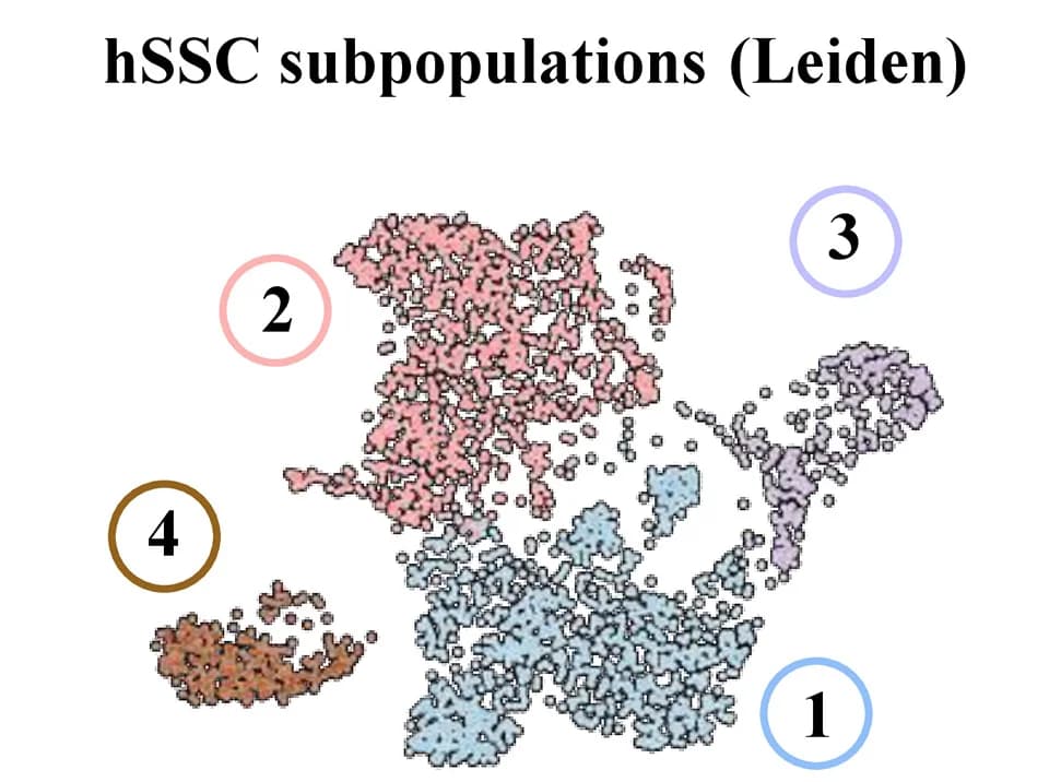 Open access visualization of Scatter Plot, UMAP, PCA, Leiden Subclustering, Fetal Cells