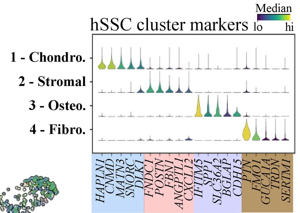 Open access visualization of Violin Plot, Scatter Plot, Leiden Subclusters, Marker Genes