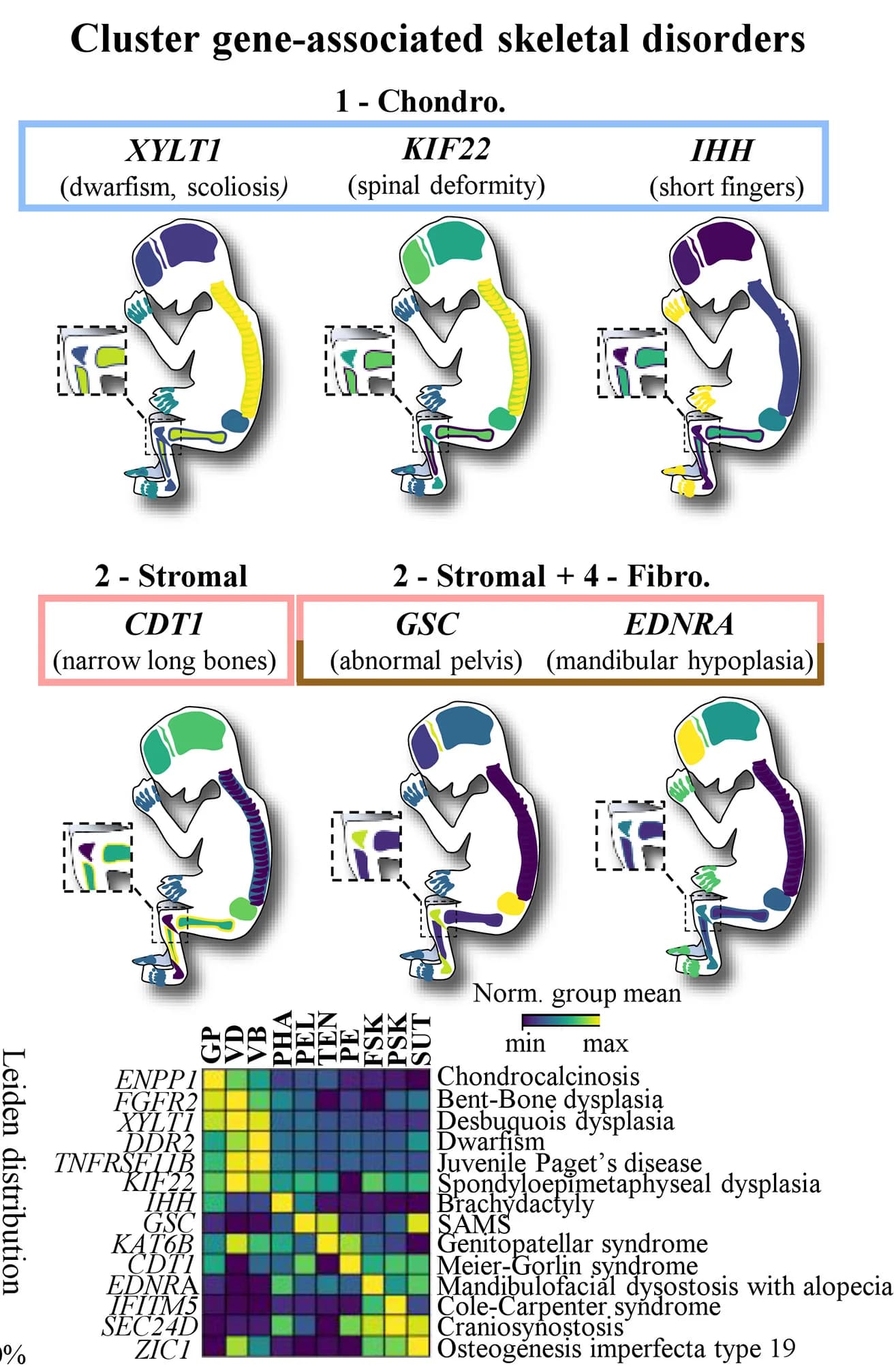 Open access visualization of Heatmap, Illustration, Differentially Expressed Genes, Genetic Disorders, Bone Phenotypes
