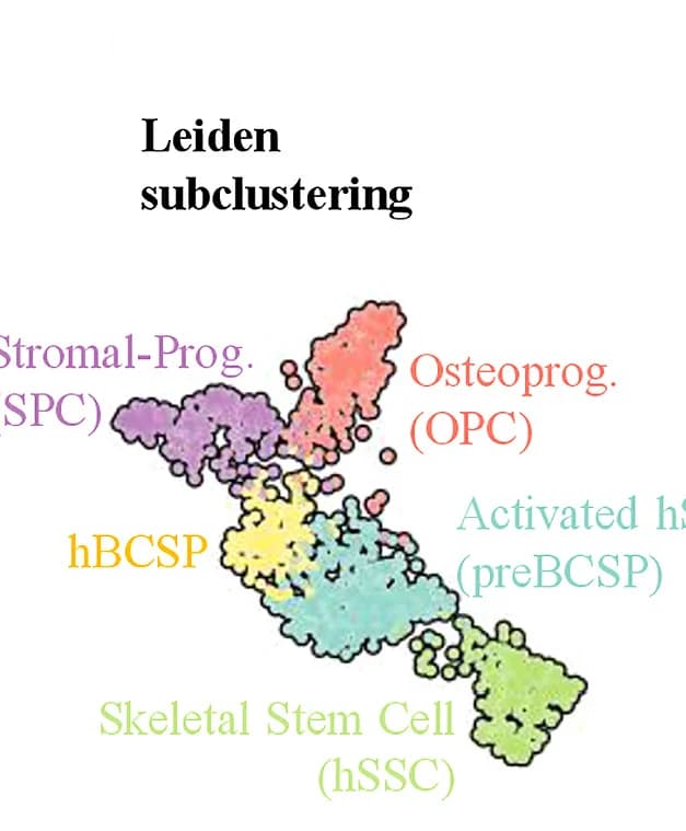 Open access visualization of Scatter Plot, UMAP, PCA, Leiden Clustering, Cell Types