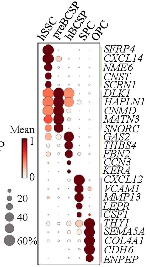Open access visualization of Bubble Plot, Leiden Cluster, Marker Expression
