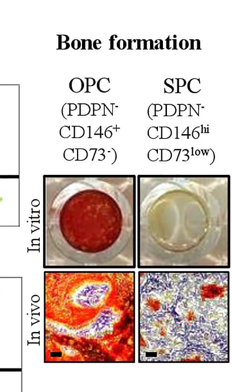 Open access visualization of Microscopy, Photo, In Vitro, In Vivo, Osteogenesis