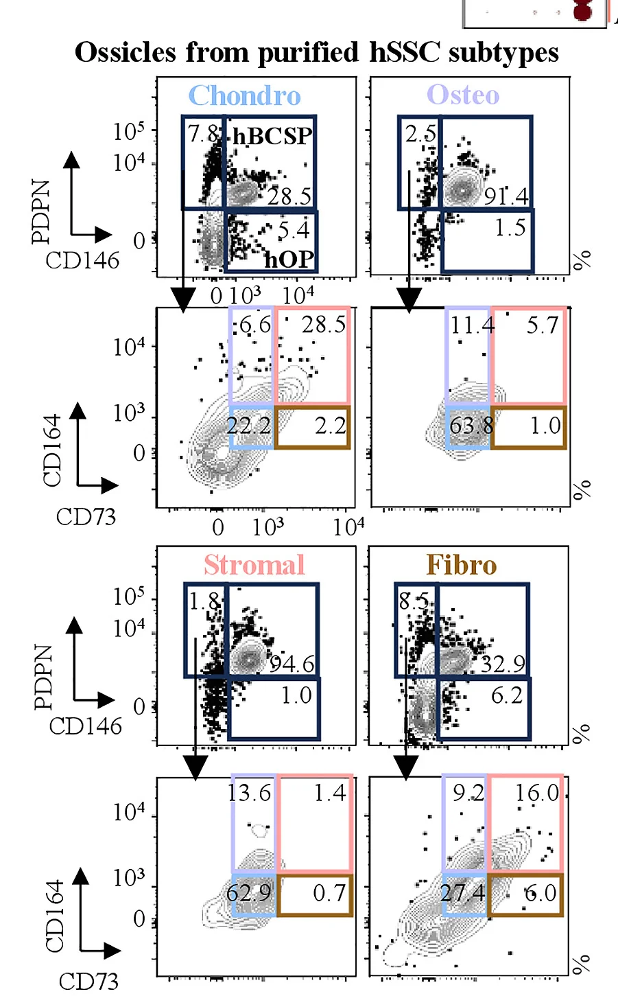 Open access visualization of Scatter Plot, Flow Cytometry, Ossicles, Human Skeletal Stem Cell, hSSC Subtypes