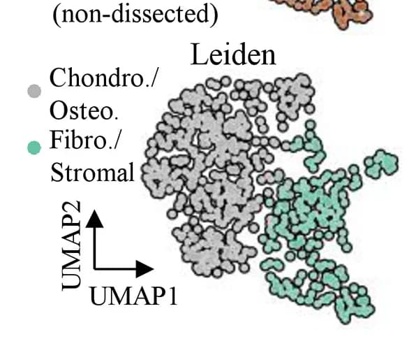 Open access visualization of Scatter Plot, UMAP, Leiden Clustering, Dataset