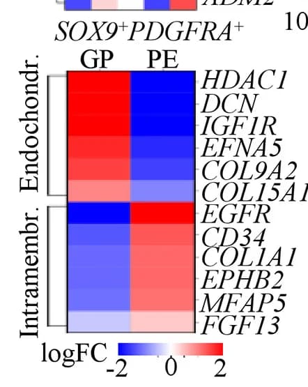 Open access visualization of Heatmap, Gene Expression, SOX9+PDGFRA+ Cells, GP, PE Subregions