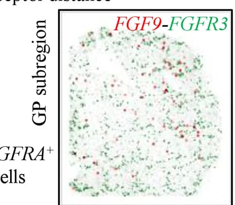 Open access visualization of Microscopy, Ligand Expression, SOX9+PDGFRA+ Cells, Receptor Expression, Surrounding Cells