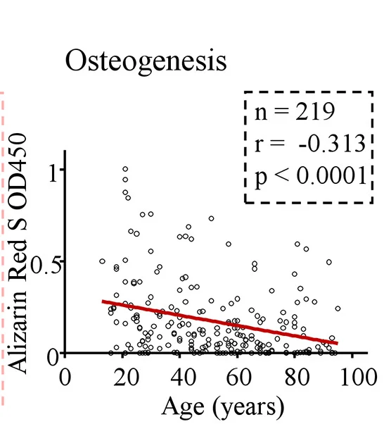 Open access visualization of Scatter Plot, Regression Plot, Patient Age, In Vitro Mineralization, hSSCs