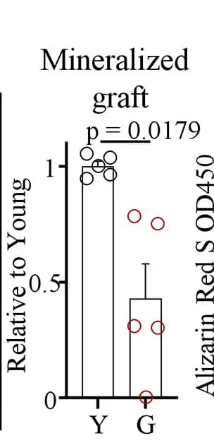 Open access visualization of Bar Plot, Error Bars, Scatter Plot, Mineralization, hSSC-Derived Grafts
