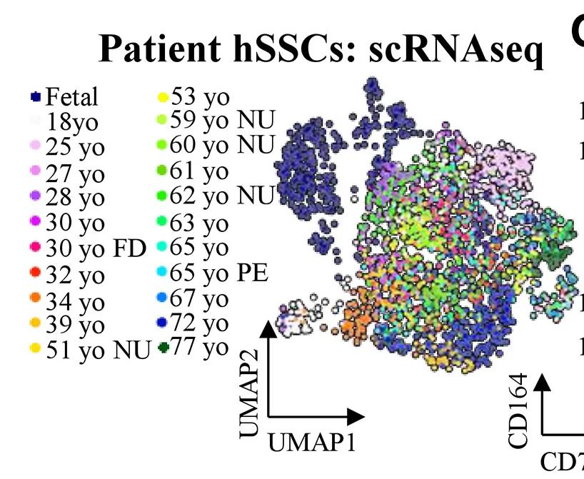 Open access visualization of Scatter Plot, UMAP, Smart-seq2, scRNA-seq, Fetal Long Bone