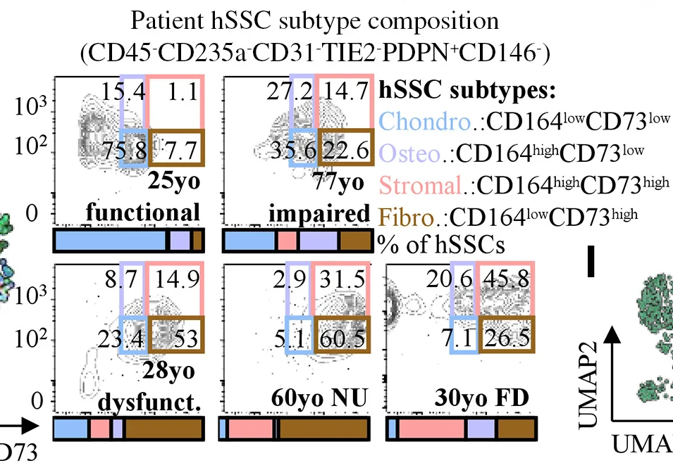 Open access visualization of Scatter Plot, Bar Plot, UMAP, Flow Cytometry, Human Patient Tissue